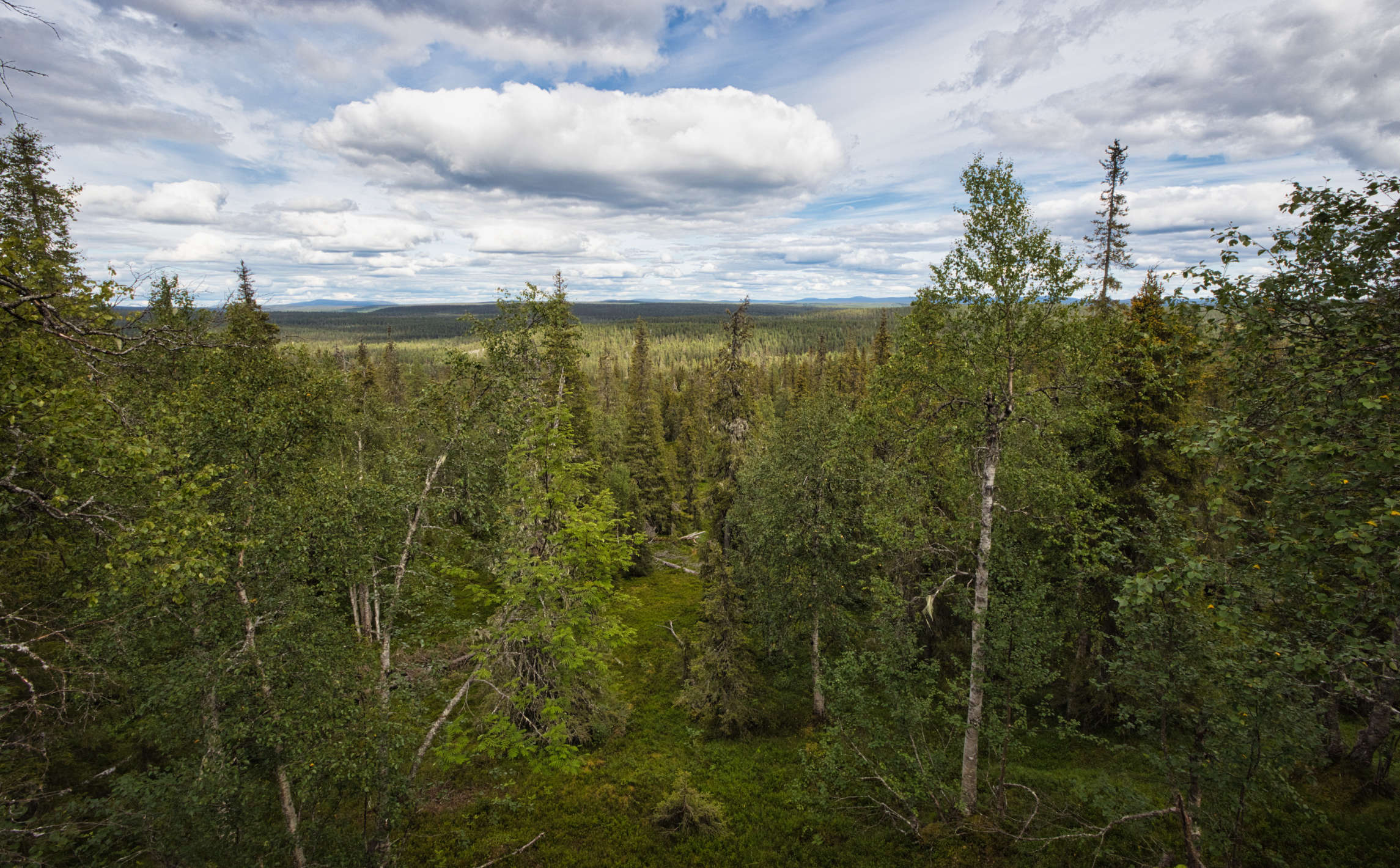 Kaksi retkeä uudessa Sallan kansallispuistossa - Kotona ikimetsässä  -retkiblogi